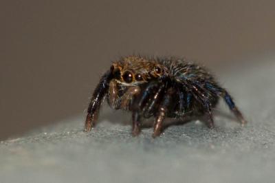  Salticidae Blackwall, 1841