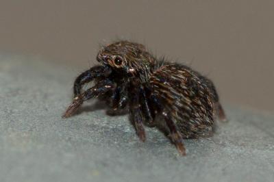  Salticidae Blackwall, 1841