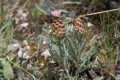 Pomme-de-pin Rhaponticum coniferum (L.) Greuter, 2003