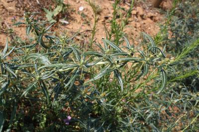 Lampourde épineuse Xanthium spinosum L., 1753