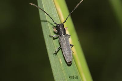  Phytoecia cylindrica (Linnaeus, 1758)