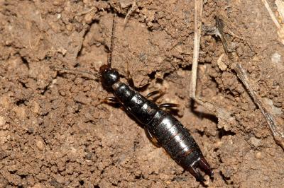  Euborellia moesta (Géné, 1837)