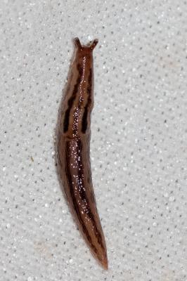 Limace d'Espagne Ambigolimax valentianus (A. Férussac, 1822)