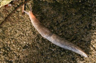 Limace des caves Limacus flavus (Linnaeus, 1758)