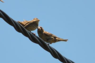 Moineau soulcie Petronia petronia (Linnaeus, 1766)