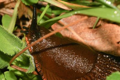 Grande loche Arion rufus (Linnaeus, 1758)
