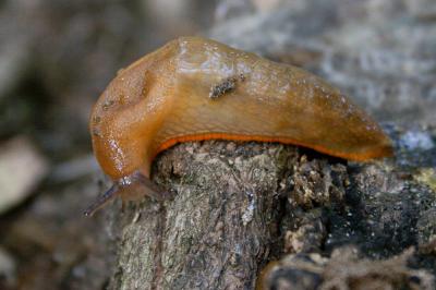 Grande loche Arion rufus (Linnaeus, 1758)