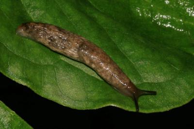 Loche laiteuse Deroceras reticulatum (O.F. Müller, 1774)