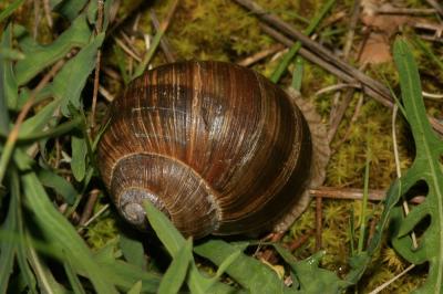 Escargot de Bourgogne Helix pomatia Linnaeus, 1758