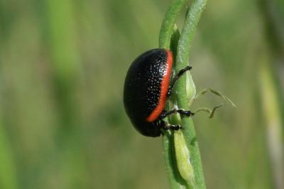  Chrysolina Motschulsky, 1860