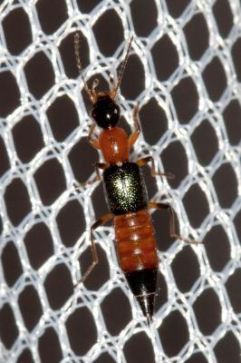 Staphylin rouge à tête noire & étuis bleus Paederus riparius (Linnaeus, 1758)