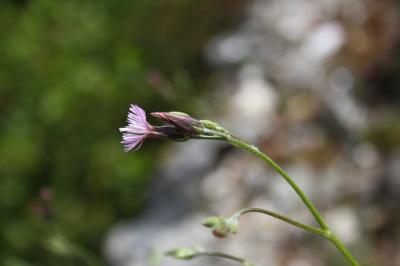 Crupine commune, Crupine vulgaire Crupina vulgaris Cass., 1817