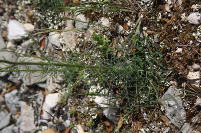Crupine commune, Crupine vulgaire Crupina vulgaris Cass., 1817
