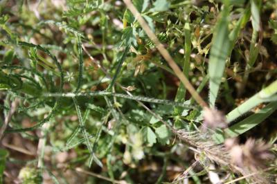 Crupine commune, Crupine vulgaire Crupina vulgaris Cass., 1817