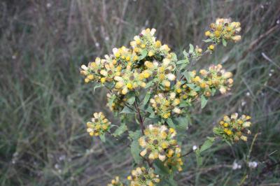 Inule conyze, Inule squarreuse Inula conyza DC., 1836
