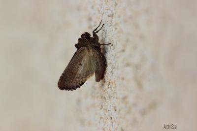 Noctuelle des Potagers (La) Lacanobia oleracea (Linnaeus, 1758)