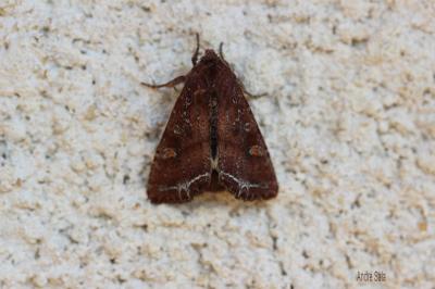 Noctuelle des Potagers (La) Lacanobia oleracea (Linnaeus, 1758)