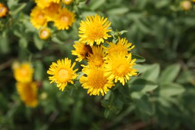 Inule à feuilles de spirée Inula spiraeifolia L., 1759