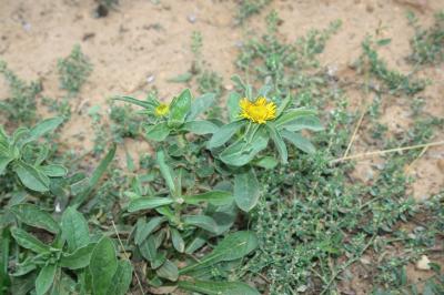 Pallénis épineux Pallenis spinosa (L.) Cass., 1825