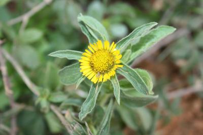 Pallénis épineux Pallenis spinosa (L.) Cass., 1825