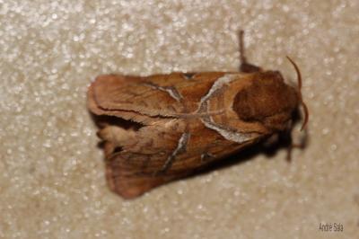 Sylvine (La) Triodia sylvina (Linnaeus, 1760)