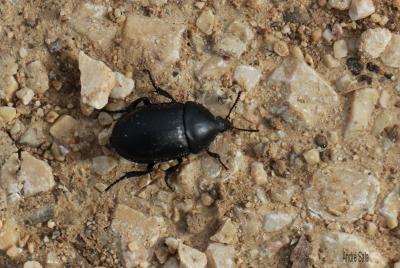 Silphe lisse Ablattaria laevigata (Fabricius, 1775)