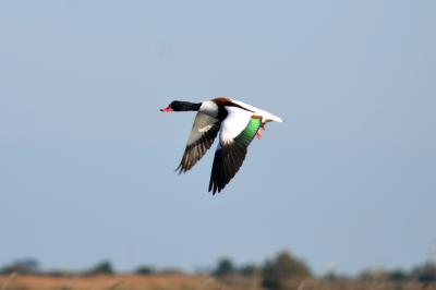 Tadorne de Belon Tadorna tadorna (Linnaeus, 1758)