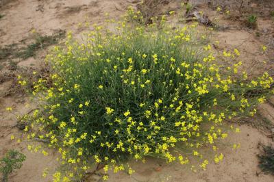 Diplotaxe vulgaire, Roquette jaune Diplotaxis tenuifolia (L.) DC., 1821
