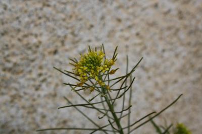 Vélaret, Sisymbre Irio Sisymbrium irio L., 1753