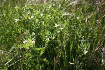 Vesce hybride Vicia hybrida L., 1753