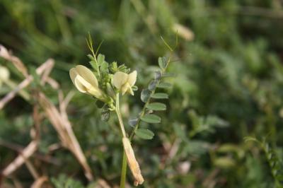 Vesce hybride Vicia hybrida L., 1753