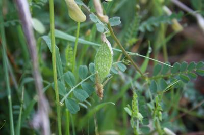Vesce hybride Vicia hybrida L., 1753
