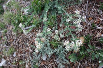 Dorycnium hirsute, Dorycnie hirsute Dorycnium hirsutum (L.) Ser., 1825