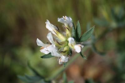 Dorycnium hirsute, Dorycnie hirsute Dorycnium hirsutum (L.) Ser., 1825