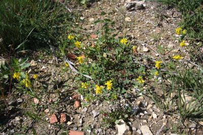 Trigonelle comestible Trigonella esculenta Willd., 1809