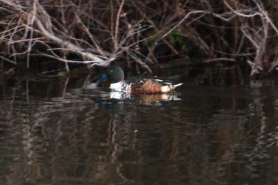 Canard souchet Spatula clypeata (Linnaeus, 1758)