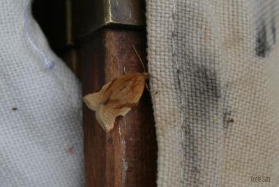  Paramesia gnomana (Clerck, 1759)