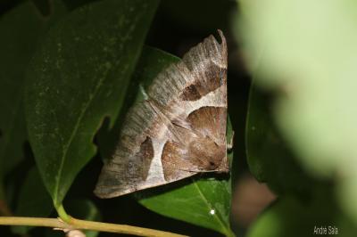 Passagère (La) Dysgonia algira (Linnaeus, 1767)