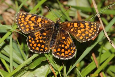 Mélitée du Mélampyre (La), Damier Athalie (Le) Melitaea athalia (Rottemburg, 1775)