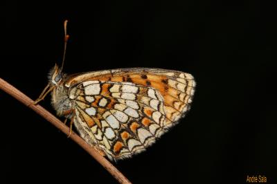 Mélitée du Mélampyre (La), Damier Athalie (Le) Melitaea athalia (Rottemburg, 1775)