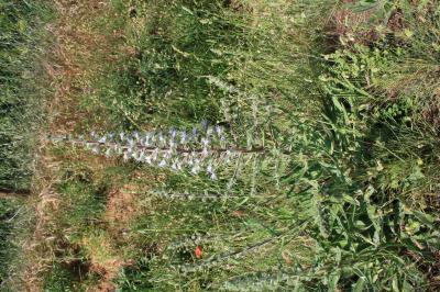 Vipérine d'Italie, Vipérine des Albères Echium italicum L., 1753
