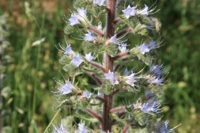 Vipérine d'Italie, Vipérine des Albères Echium italicum L., 1753