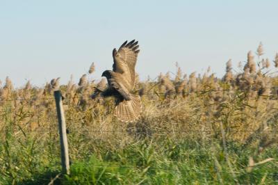Buse variable Buteo buteo (Linnaeus, 1758)