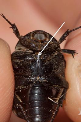Cétoine noire (la) Netocia morio (Fabricius, 1781)