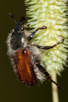  Anisoplia villosa (Goeze, 1777)