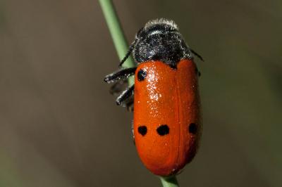 Chrysomèle du Chêne Lachnaia pubescens (Dufour, 1820)