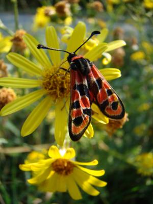 Zygène de la Petite coronille (La) Zygaena fausta (Linnaeus, 1767)