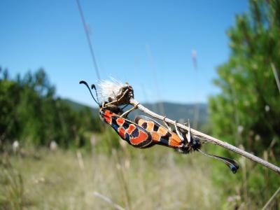 Zygène de la Petite coronille (La) Zygaena fausta (Linnaeus, 1767)