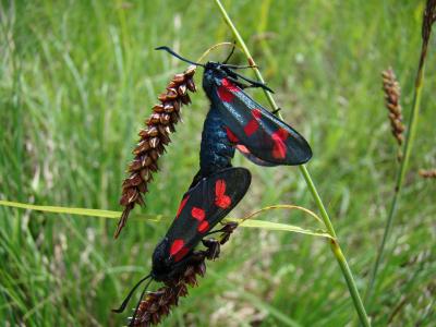 Zygène du Pied-de-Poule (La), Zygène des Lotiers ( Zygaena filipendulae (Linnaeus, 1758)