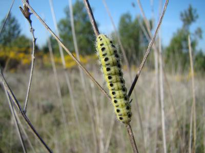 Zygène de l’Hippocrépide (La) Zygaena transalpina hippocrepidis (Hübner, 1799)